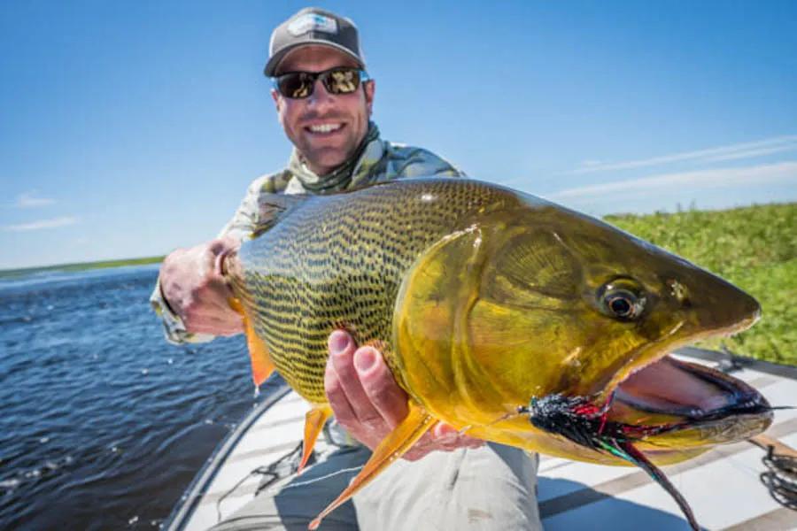 Dorado Vs. Peacock Bass