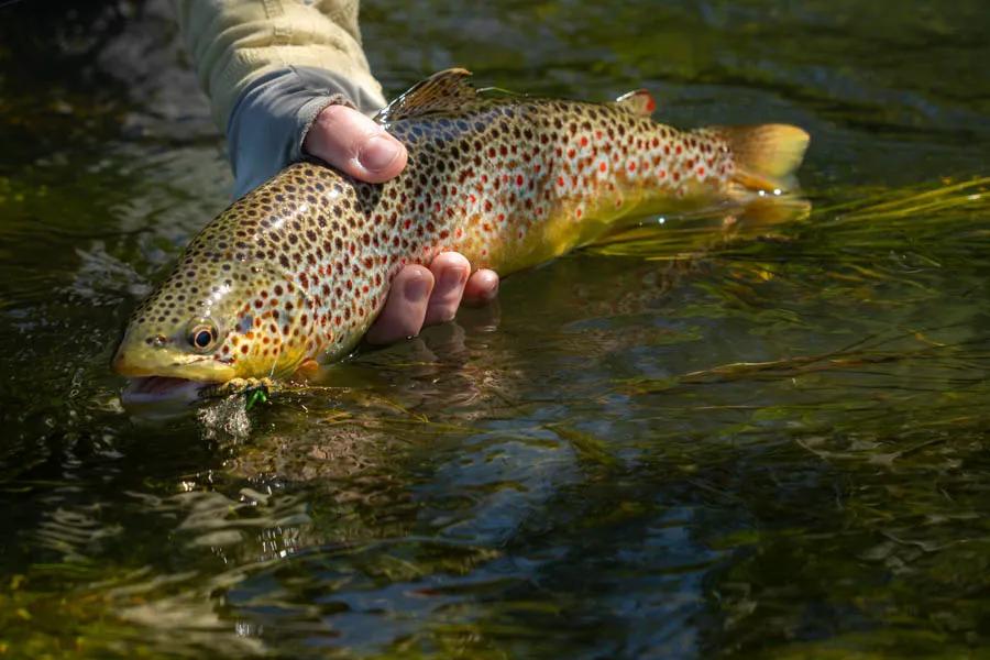 Trout, like this Montana spring creek brown, rely on grasshoppers to make it through summer.
