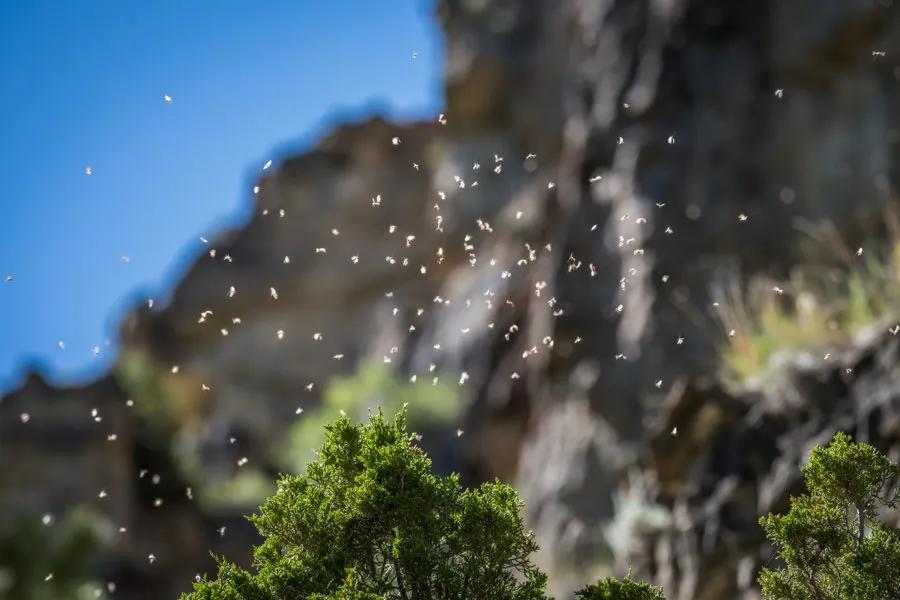 During May on the Smith River prolific hatches can occur.