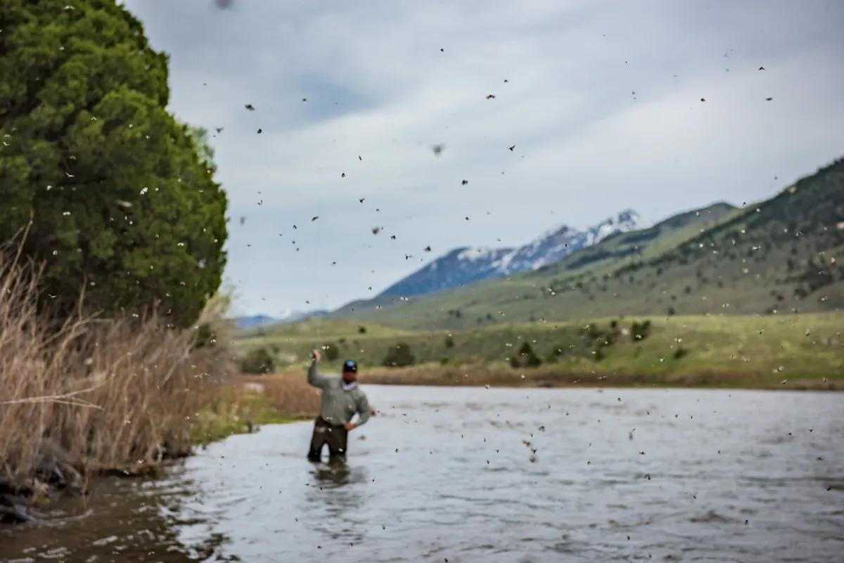 The Mother's Day hatch has become a well-known event throughout southwestern Montana in April. When localized weather patterns align, this hatch can provide some of the most exciting fly fishing of the year.