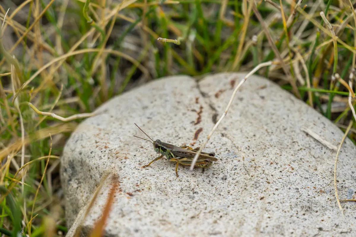 Fly fishing with grasshoppers