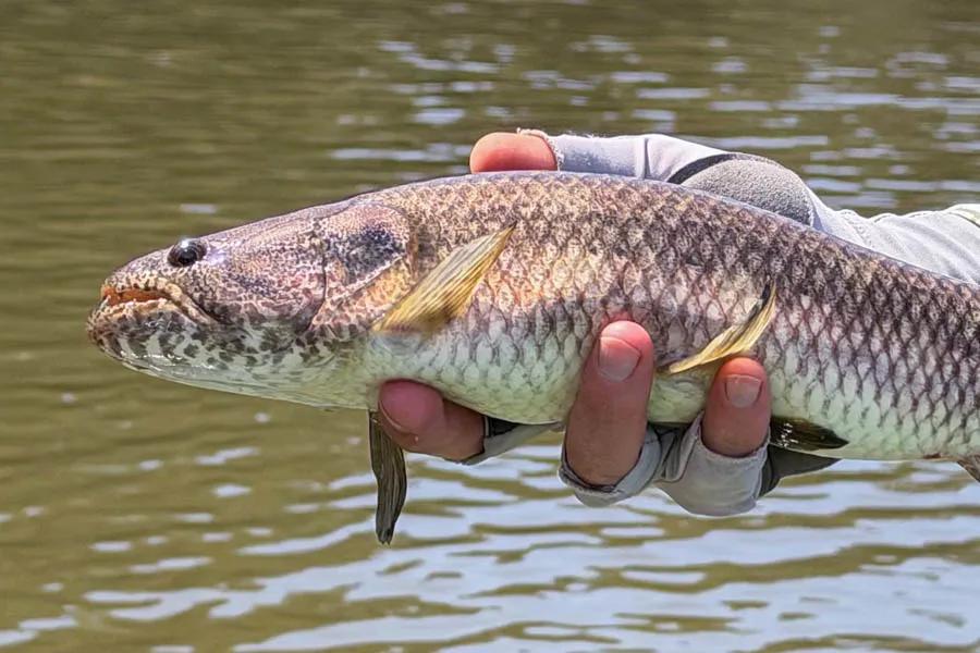 Wolf fish caught fly fishing with Montana Angler in the Amazon