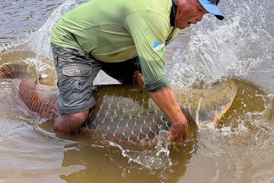 Wresting giant arapaima (aka pirarucu) caught fly fishing in the Amazon