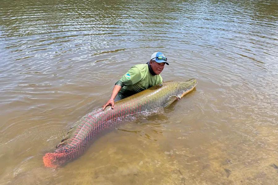 A calmer moment, which really shows off the length of this enormous arapaima. 