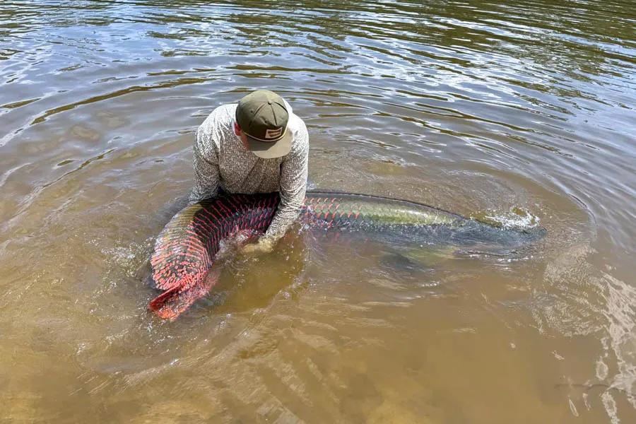 Releasing a massive arapaima back into the depths