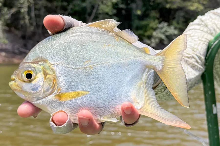 Small Pacu fish caught fly fishing in the Amazon