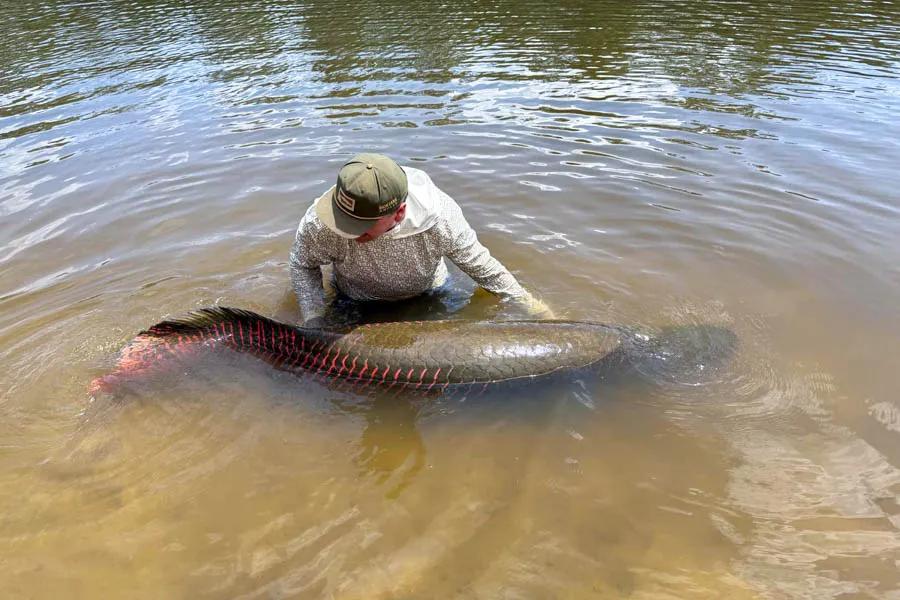 Massive arapaima