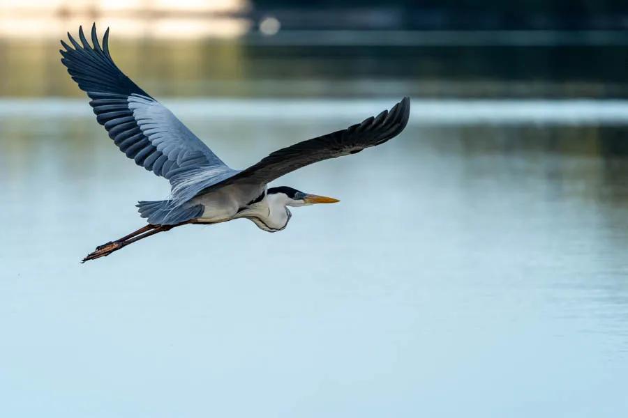 Cocoi Heron in flight over the Agua Boa River