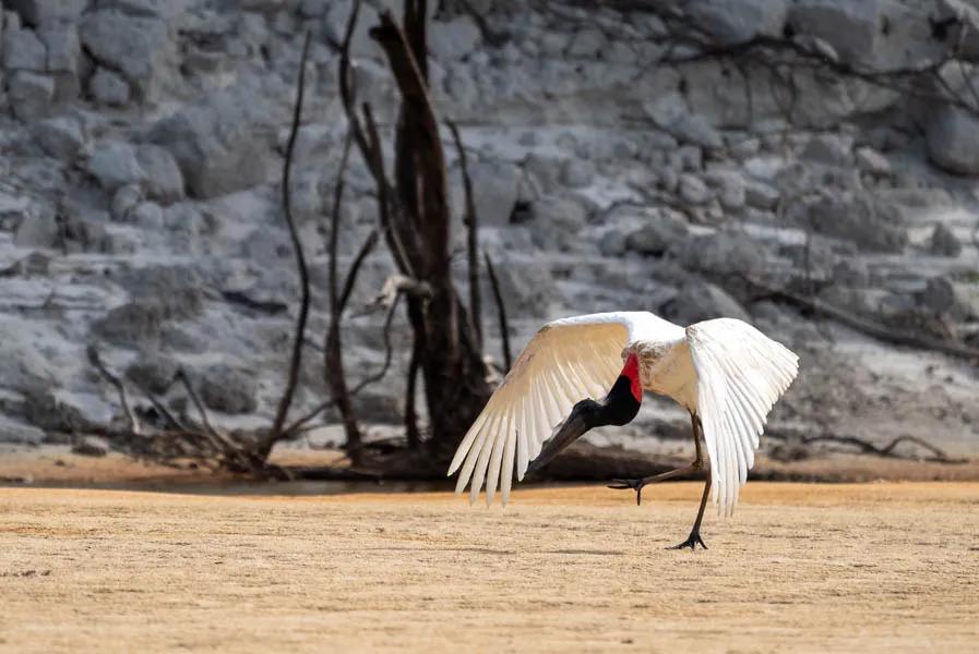 The Jabiru Stork is the tallest flying birs in South America