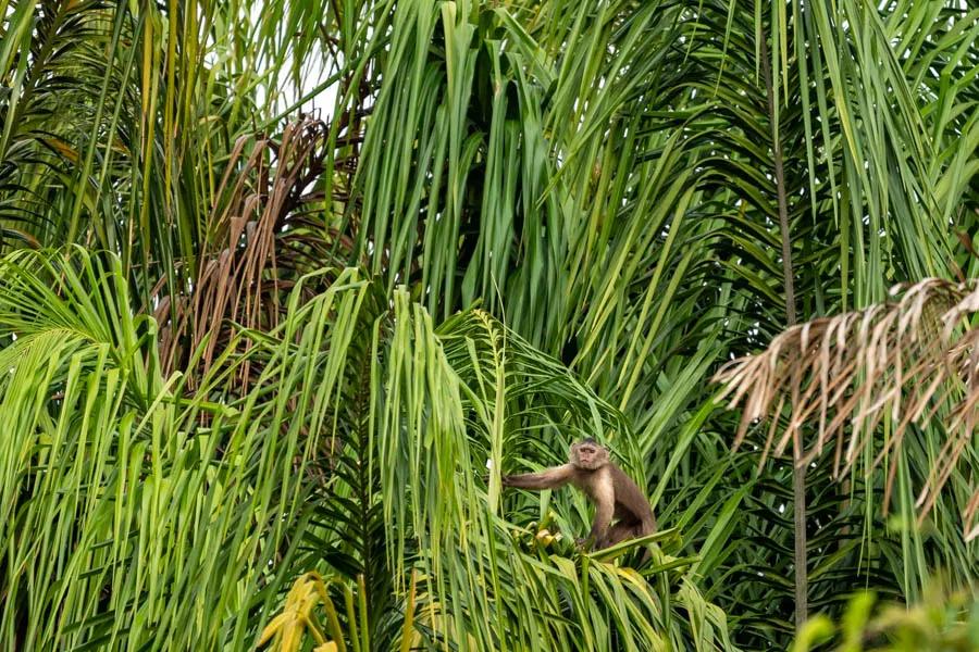 Capuchin monkey hanging out near Agua Boa Amazon Lodge