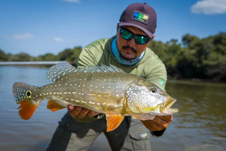 Paca peacock bass caught on a fly rod in the Amazon