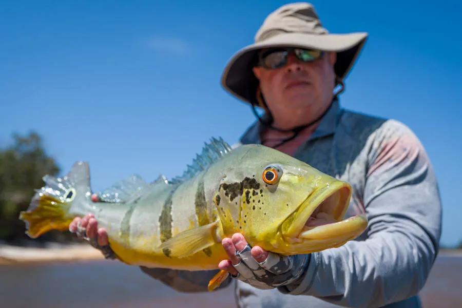 Fly fishing for peacock bass in the Amazon with Montana Angler
