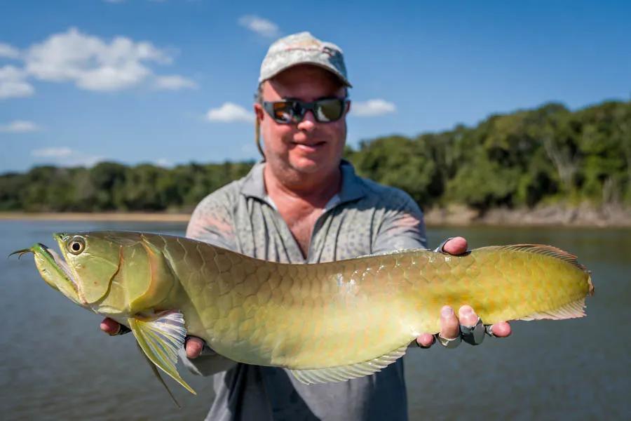Arowana fish caught on a dry fly at Agua Boa Lodge