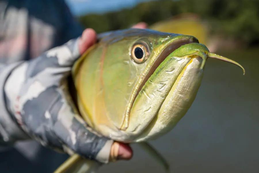 Arowana caught fly fishing in the Amazon