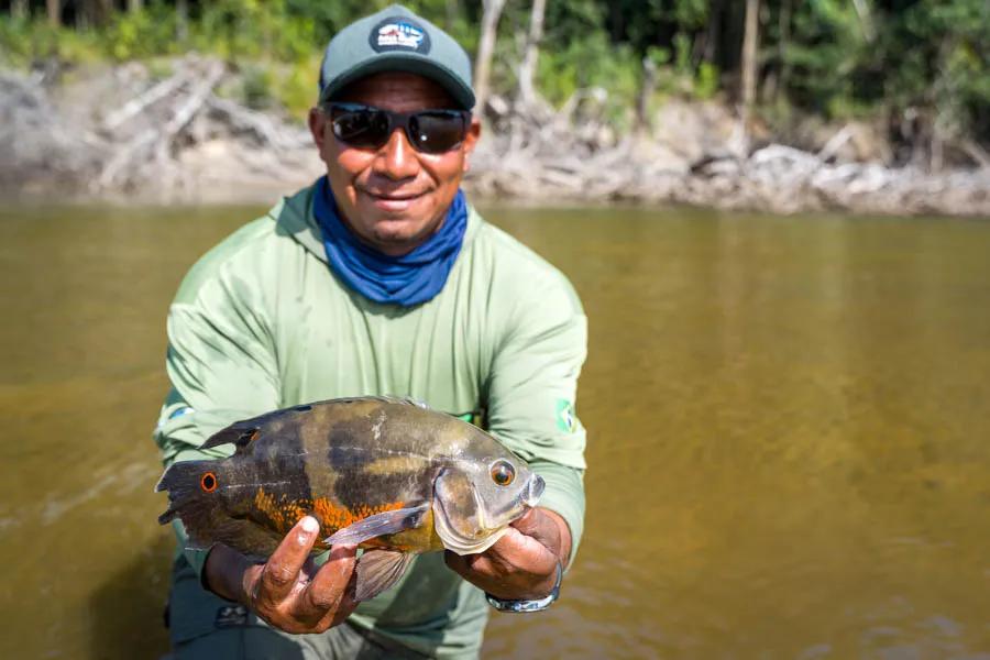 Oscar fish caught on the fly on Agua Boa River in the Amazon