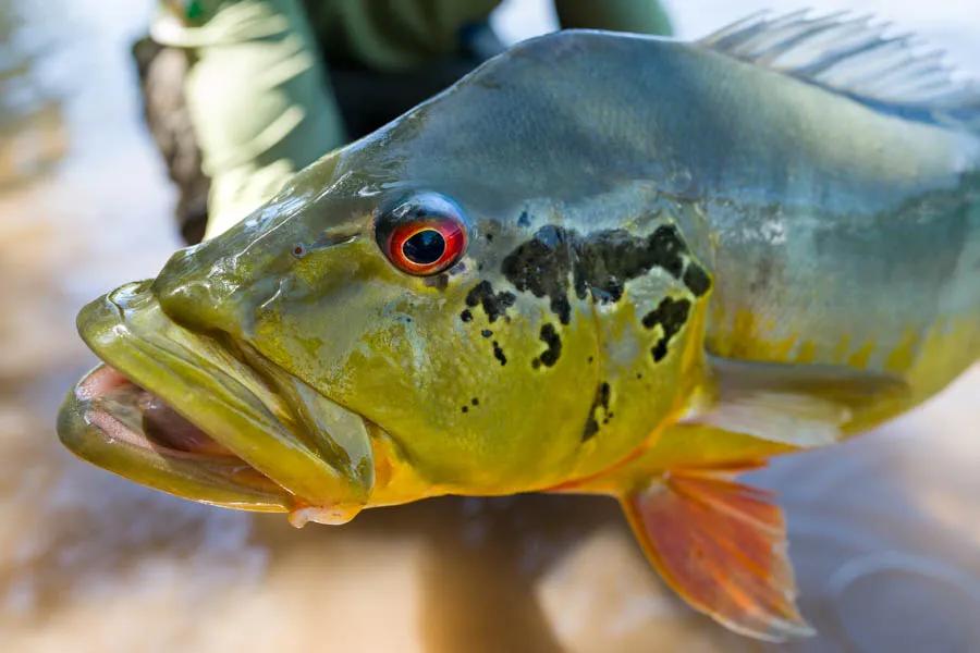 Peacock bass on Agua Boa River