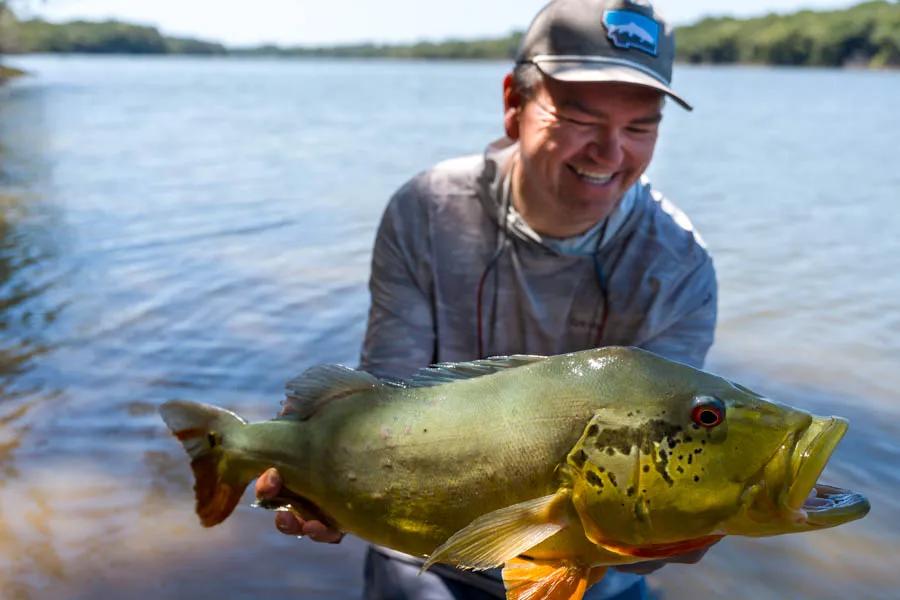 Peacock bass caught on the fly with Montana Angler