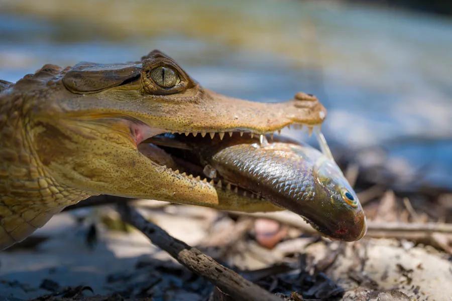 Cayman with a lunchtime matrinxa