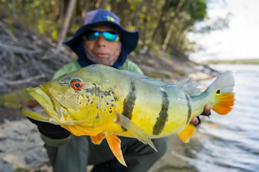Temensis peacock bass caught fly fishing with Montana Angler