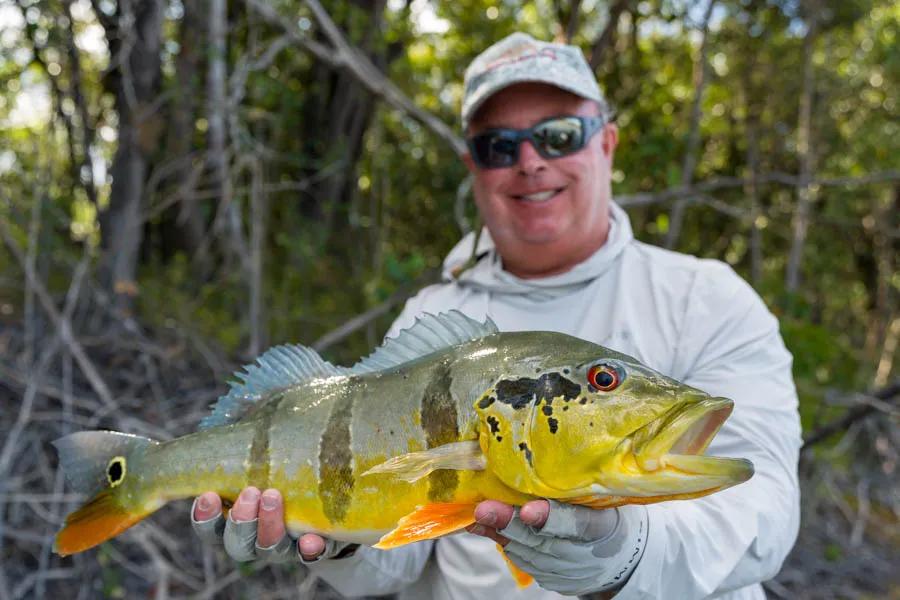Peacock bass caught fly fishing on the Agua Boa River