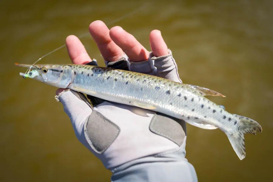 Bicuda fish , aka pike characacin, aka bicuda pike caught on the fly