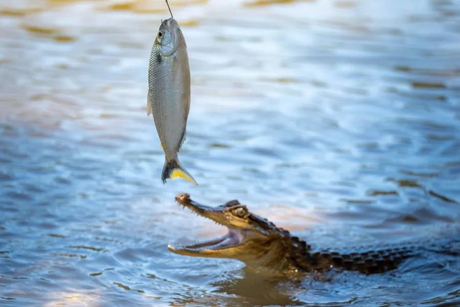 Cayman coming in for a lunchtime snack on the Agua Boa River