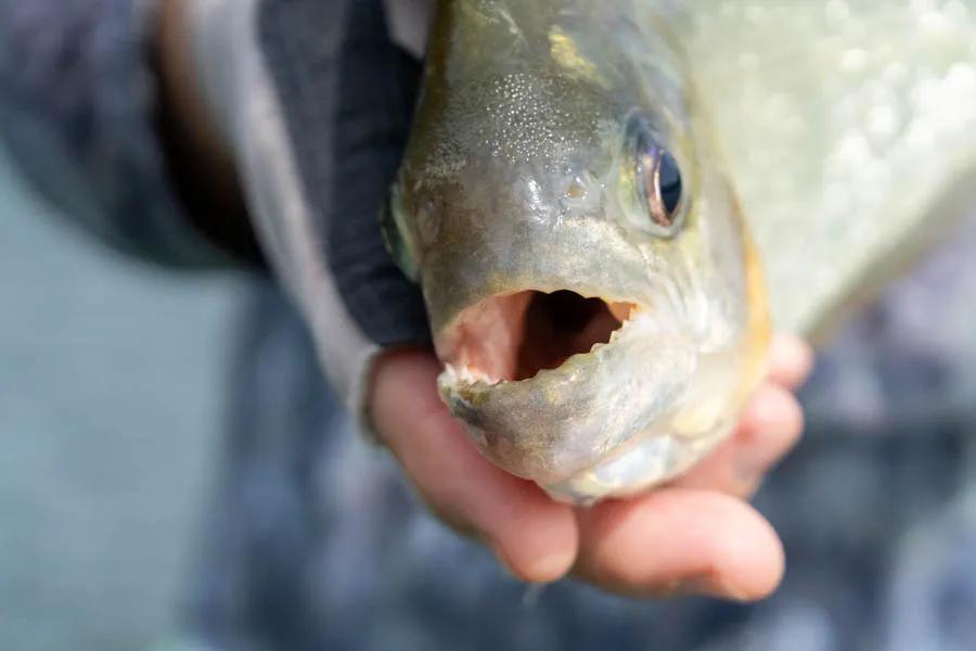 Piranha caught on the fly in the Amazon