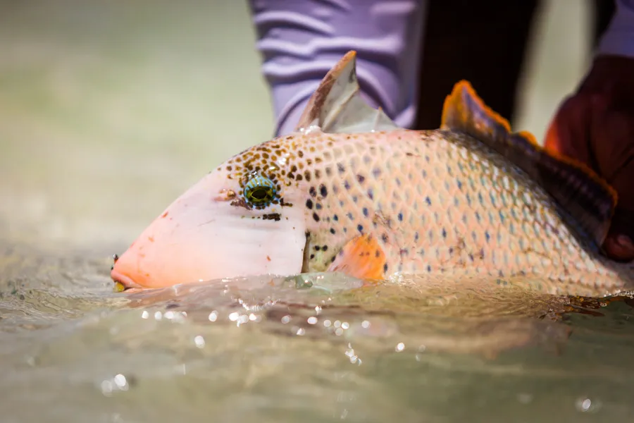 Christmas island fishing trigger fish