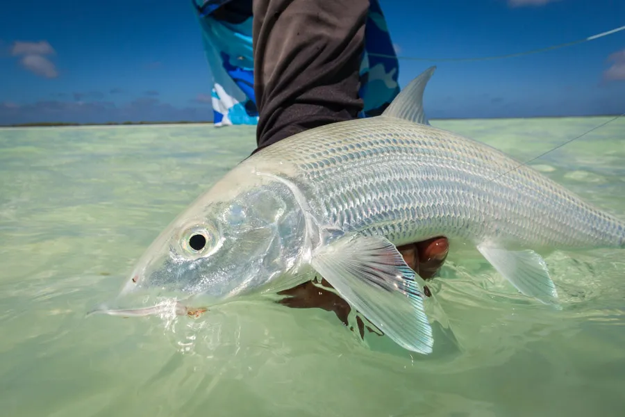 Christmas island fishing bonefish