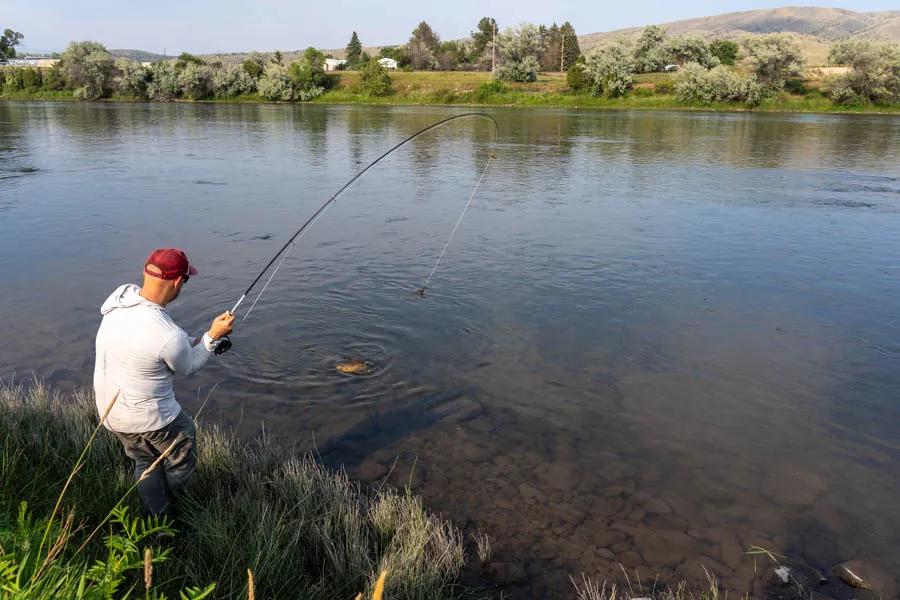 Carp fly fishing in high summer in Montana