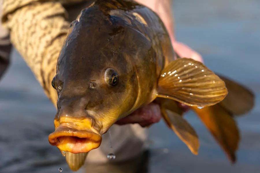 While they may have a face only a mother would love, carp are a legit gamefish in late summer in Montana.