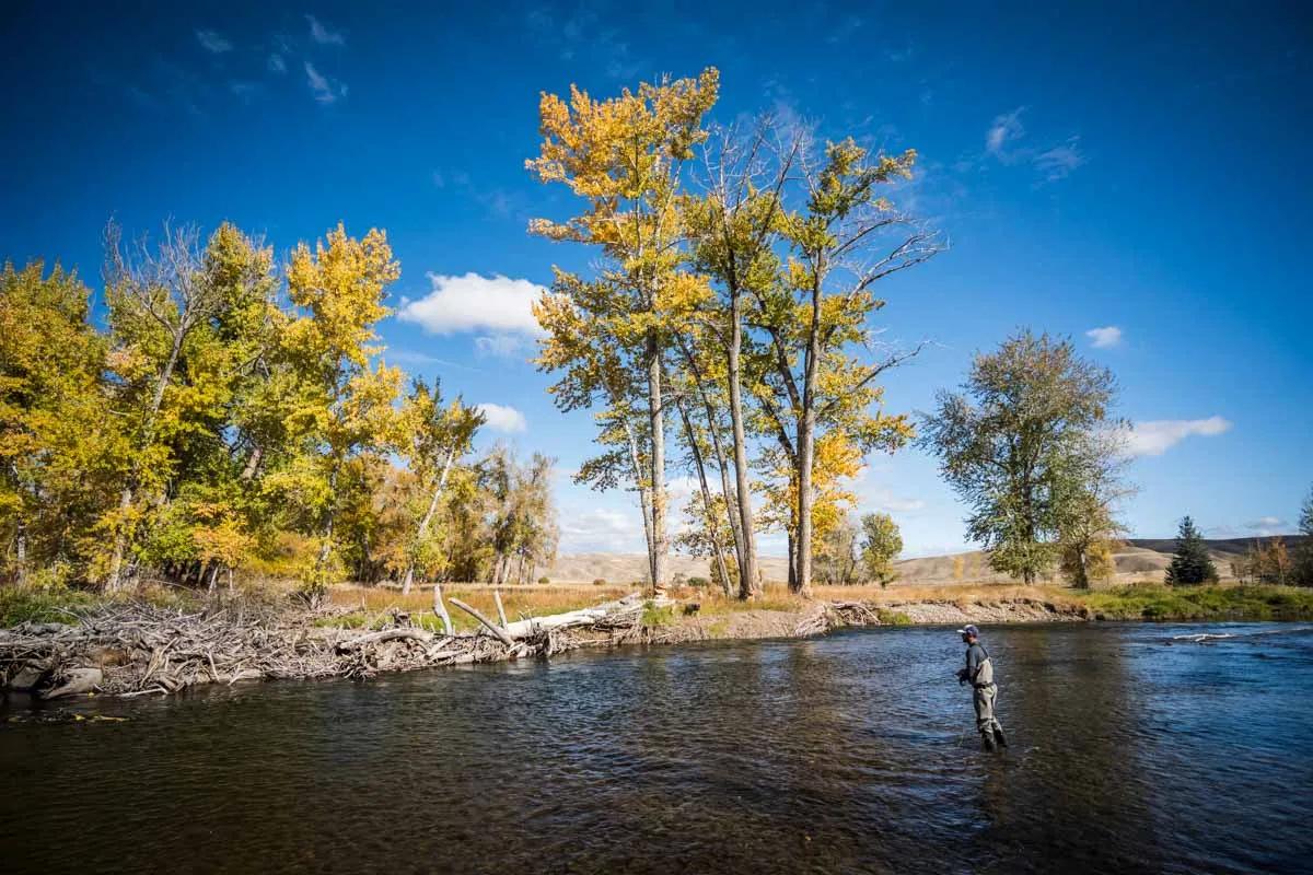 During the fall months, large trout often behave much more aggressive than they do in other seasons. Since they behave like predators, it is a good idea to target areas when they can ambush prey, such as a large pile of snags or debris. 