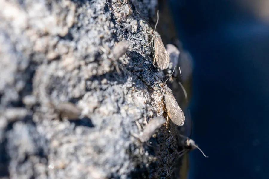 Fly fishing a Madison River caddis hatch