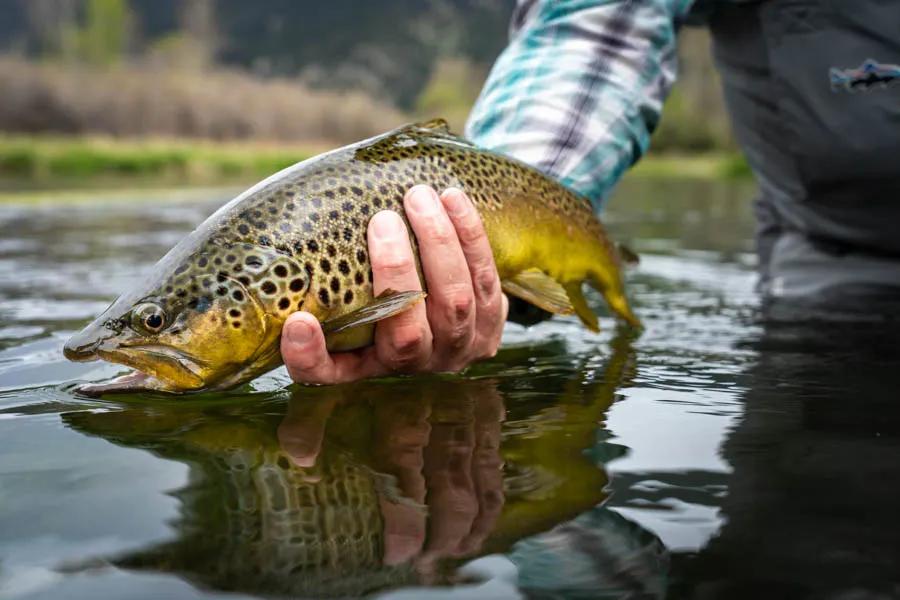 Dry fly fishing for Montana trout