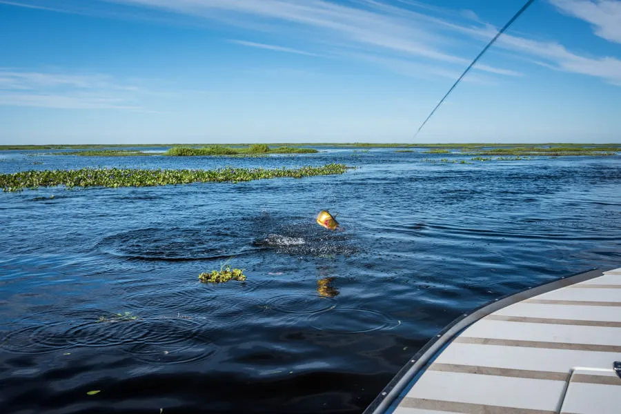 Jumping golden dorado