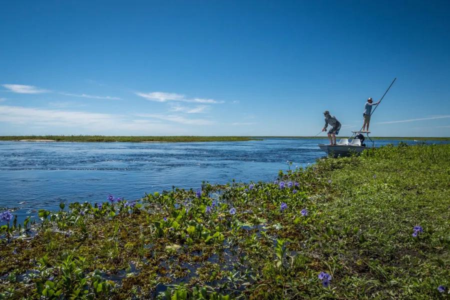 Fly fishing for golden dorado in Argentina