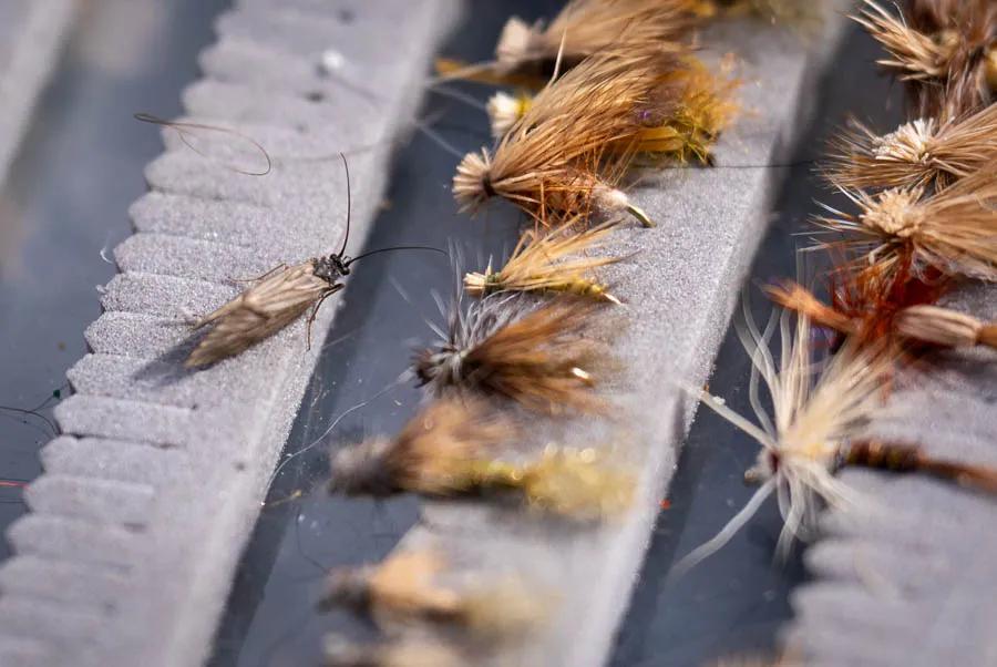 Dry fly fishing for Montana trout