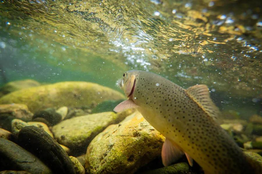 Montana fly fishing for trout