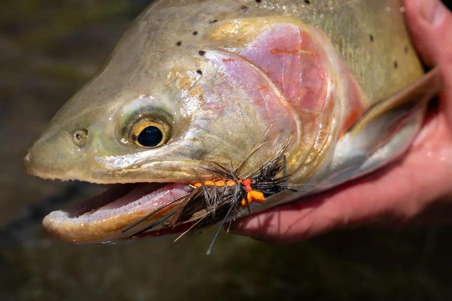 Dry fly fishing for Montana trout