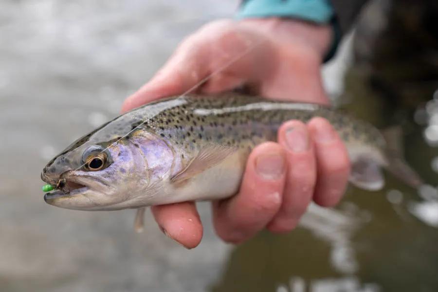 Fly fishing with nymphs 