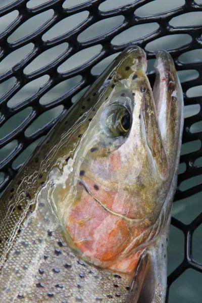 Montana Fly Fishing