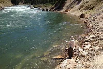 Fighting a Cutthroat in the Yellowstone Backcountry