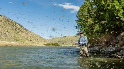 Montana dry fly fishing