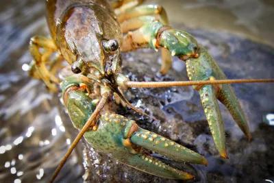 Crayfish are a common trout food found in Montana rivers and lakes