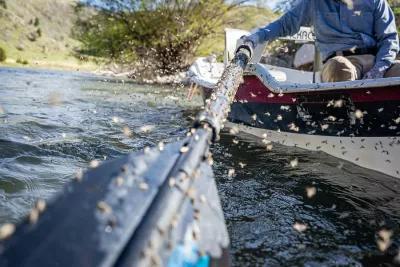 Mother's Day Caddis Hatch Montana