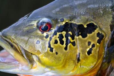 Brazil peacock bass Amazon River System