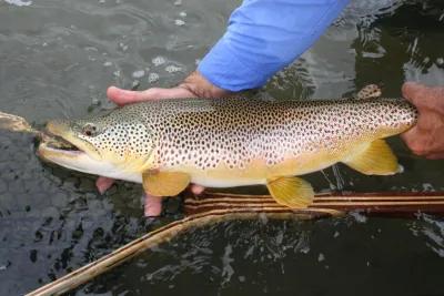 Big brown trout