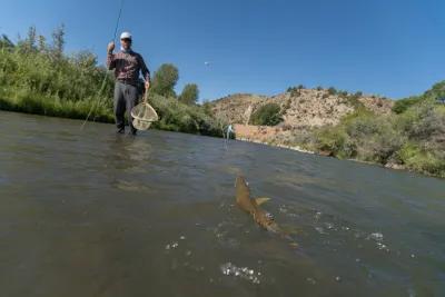 Learning to fish two flies can increase your catch rate substantially