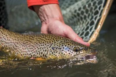 Big Montana trout like this one can be targeted with streamers.