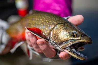 Brook trout are often overlooked by anglers visiting Montana, but trophy fish do exist in the state.